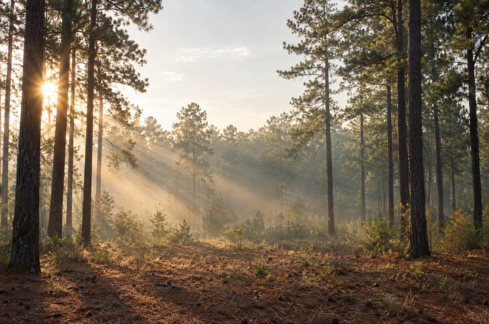 Morning sun through tall pines